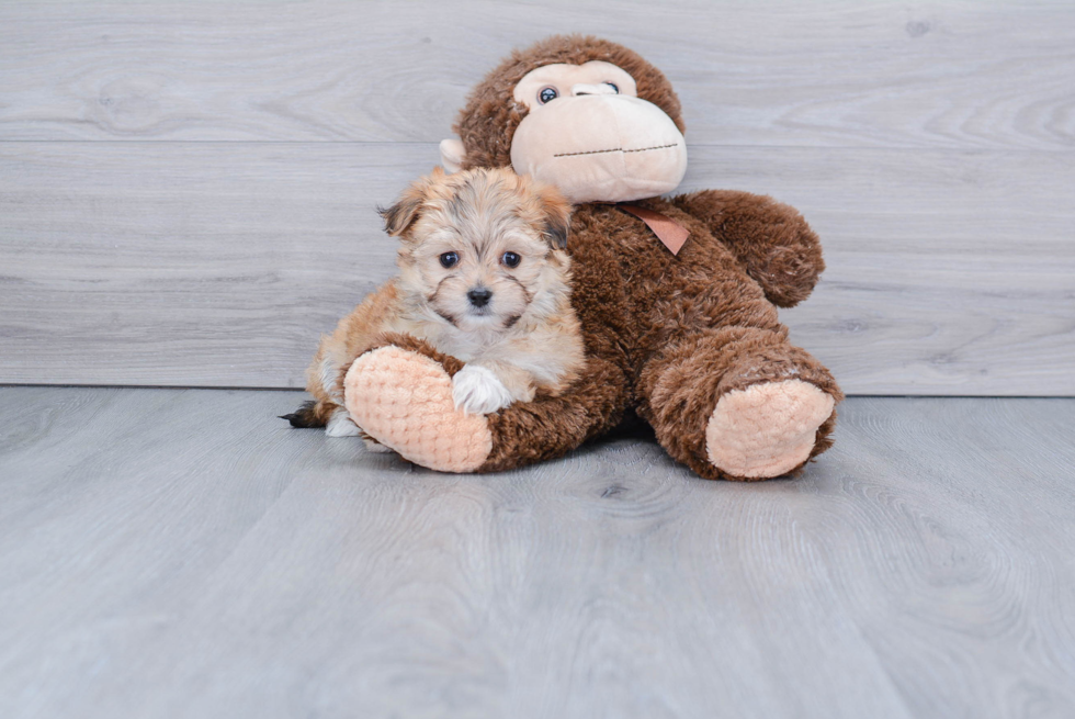 Morkie Pup Being Cute