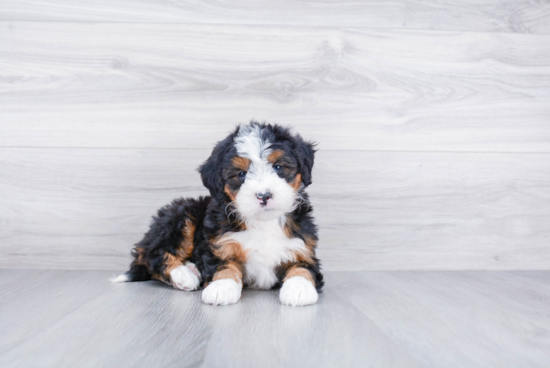 Mini Bernedoodle Puppy for Adoption