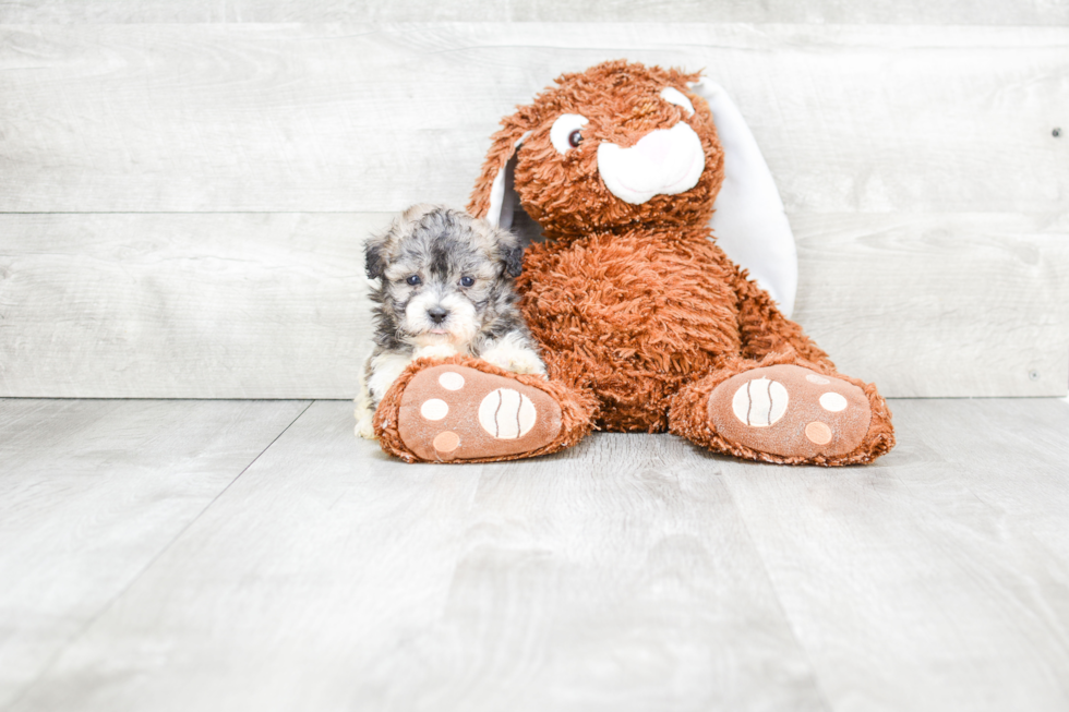 Popular Teddy Bear Designer Pup