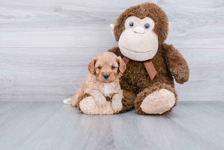 Small Cavapoo Baby