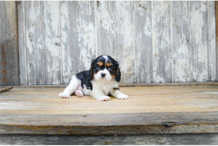 Cavalier King Charles Spaniel Puppy for Adoption