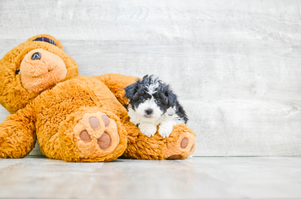 Havanese Pup Being Cute