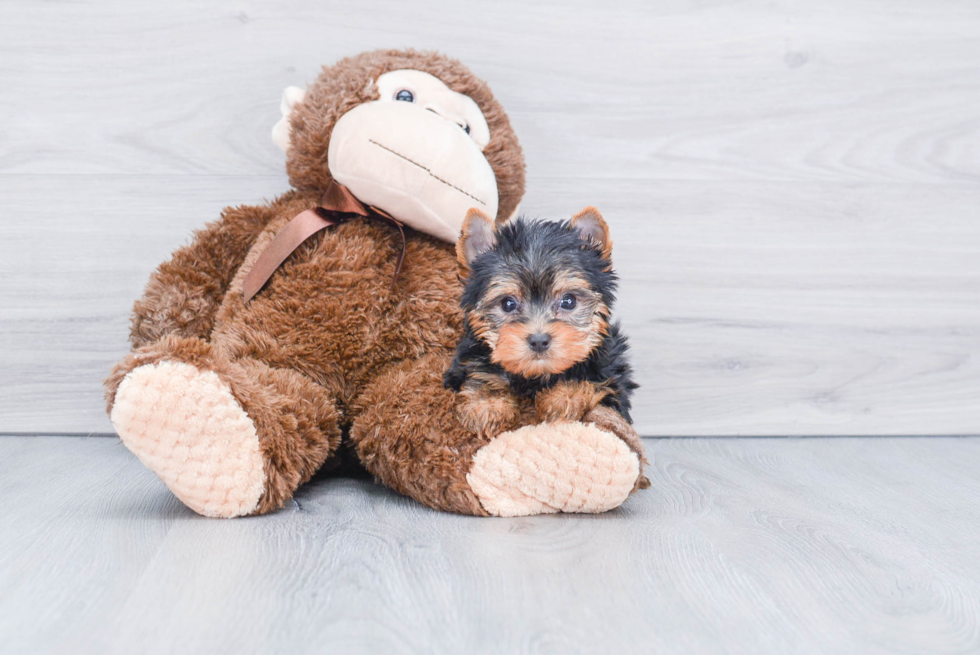 Meet Rascal - our Yorkshire Terrier Puppy Photo 