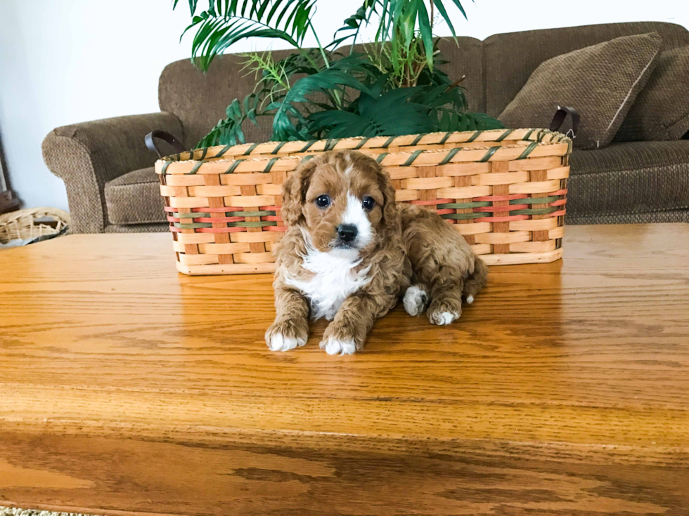 Popular Cavapoo Poodle Mix Pup