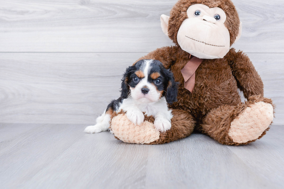 Smart Cavalier King Charles Spaniel Purebred Puppy