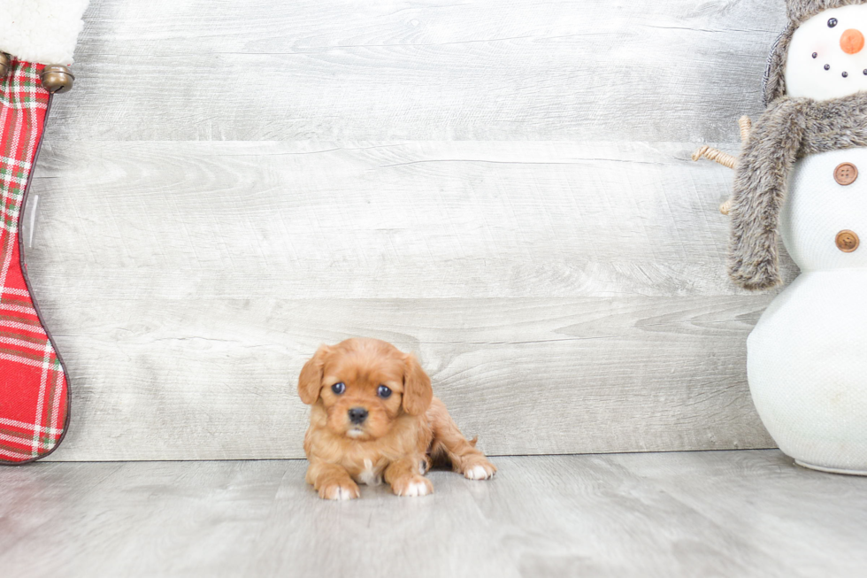 Sweet Cavalier King Charles Spaniel Purebred Puppy