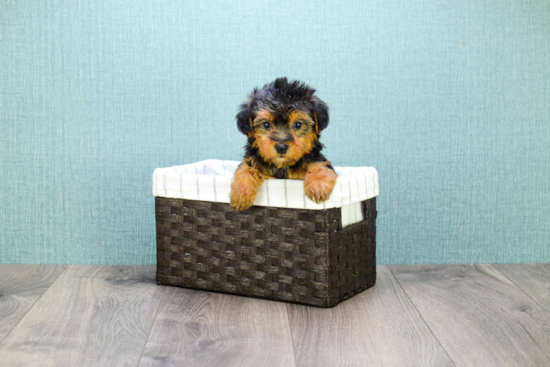 Best Yorkie Poo Baby