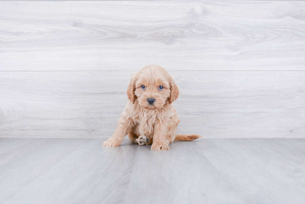 Fluffy Cockapoo Poodle Mix Pup