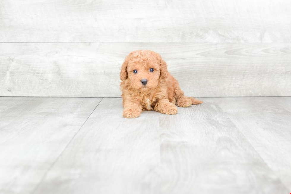 Popular Cavapoo Poodle Mix Pup