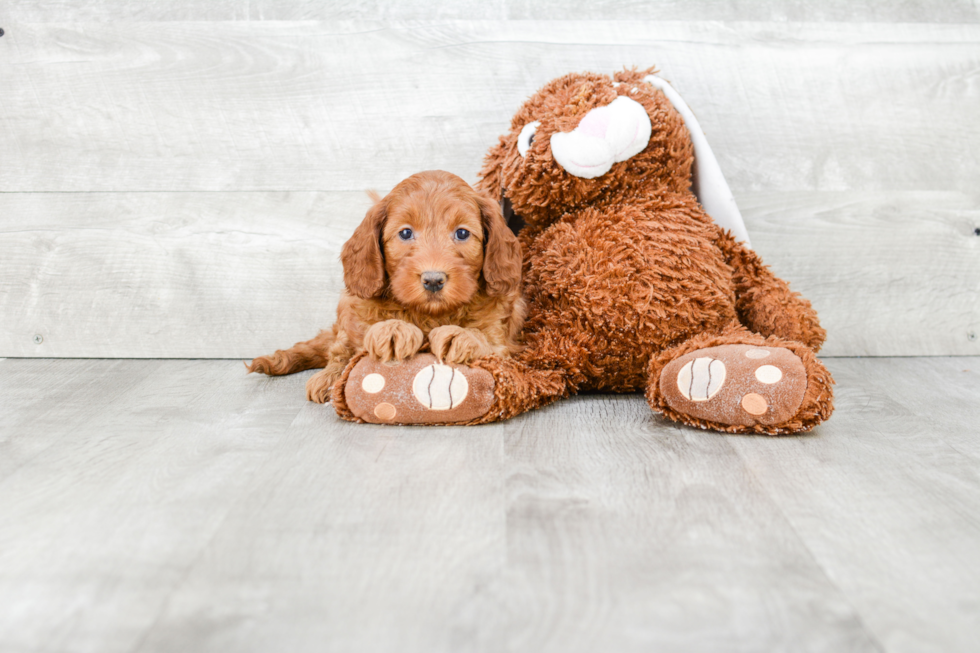 Mini Goldendoodle Puppy for Adoption