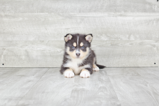 Pomsky Puppy for Adoption