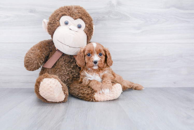 Best Cavapoo Baby