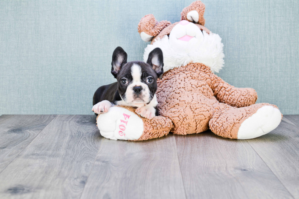 French Bulldog Puppy for Adoption