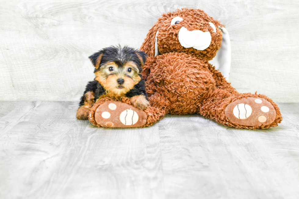 Meet Lisa - our Yorkshire Terrier Puppy Photo 