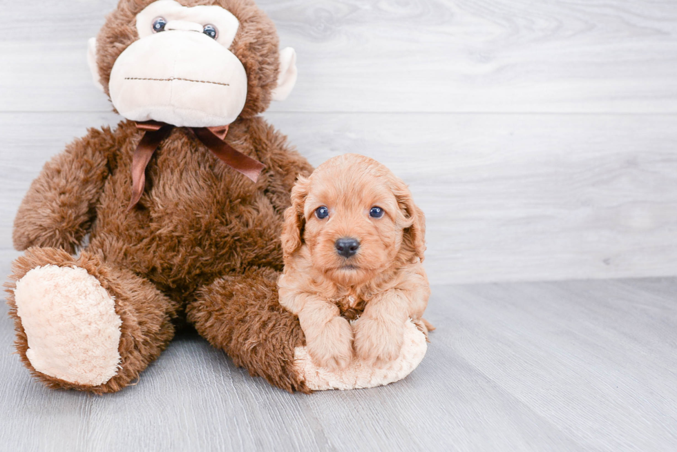 Cavapoo Puppy for Adoption