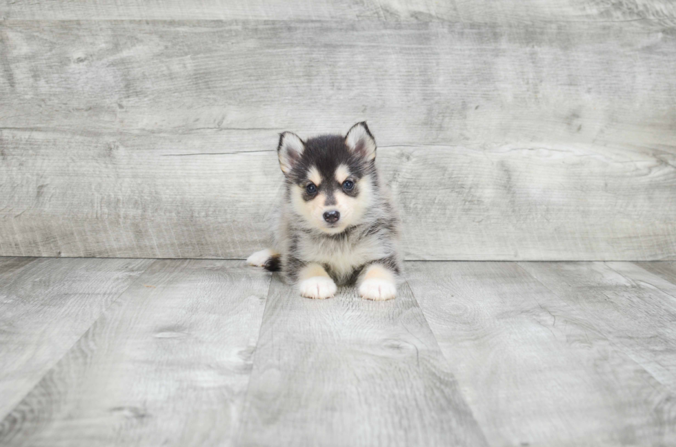 Best Pomsky Baby