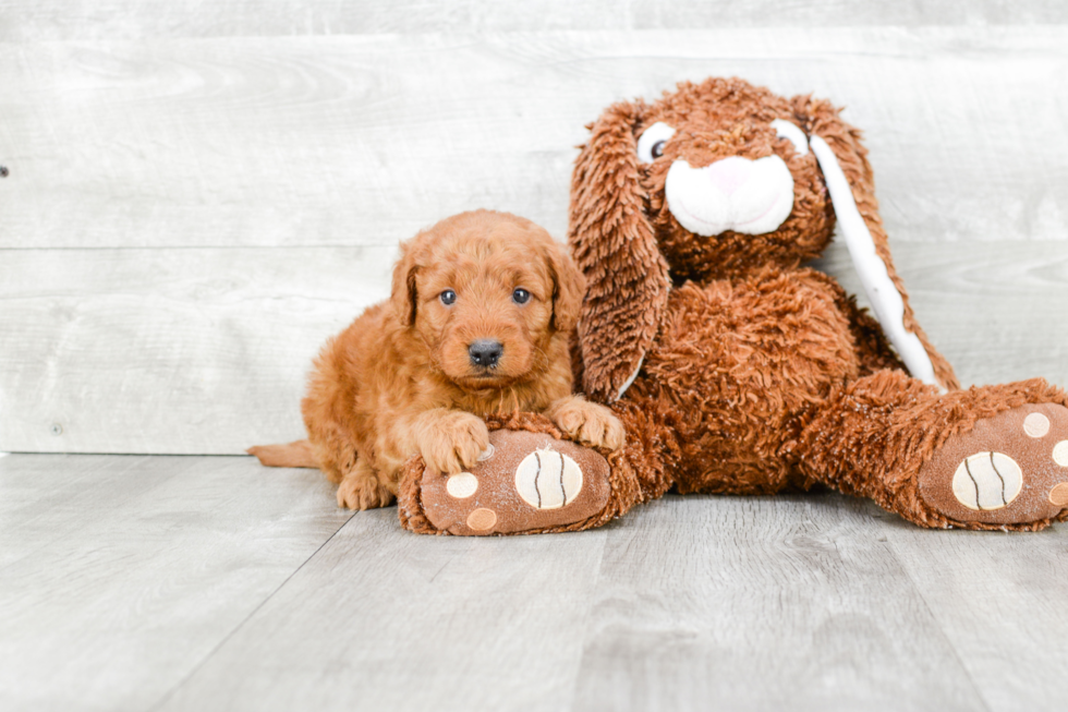 Happy Mini Goldendoodle Baby