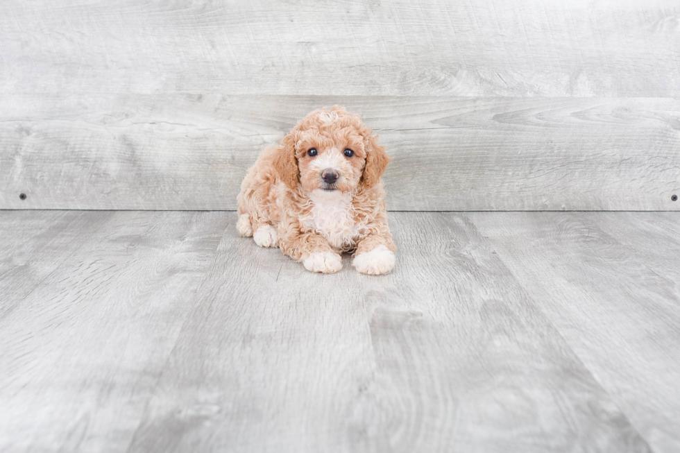 Maltipoo Puppy for Adoption