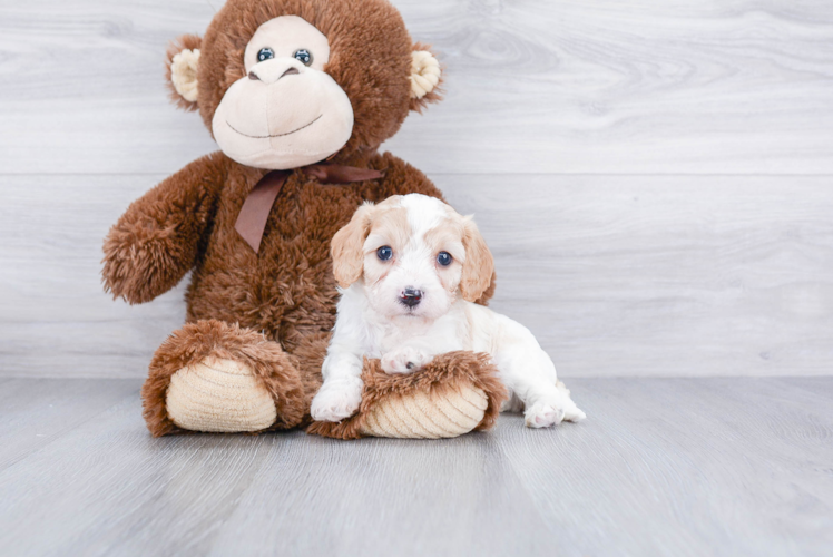 Best Cavachon Baby