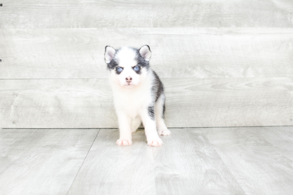 Pomsky Pup Being Cute