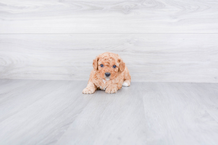 Cavapoo Puppy for Adoption