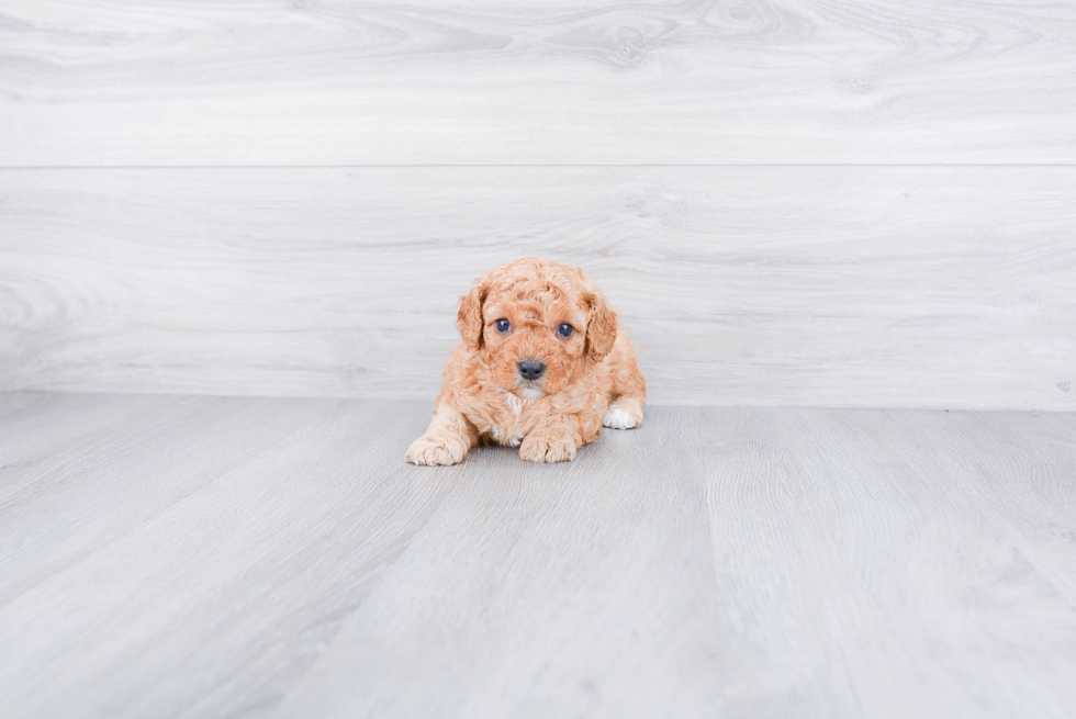 Cavapoo Puppy for Adoption