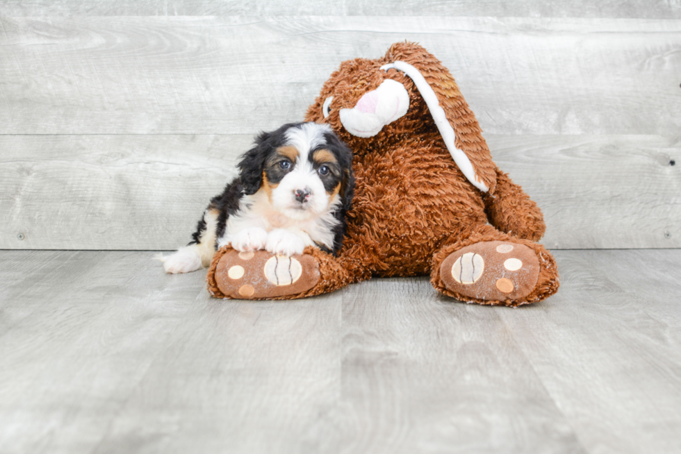 Happy Mini Bernedoodle Baby