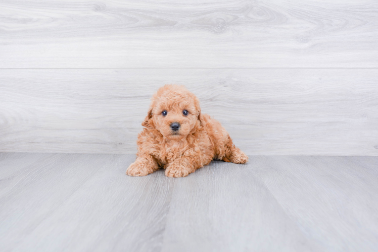 Hypoallergenic Golden Retriever Poodle Mix Puppy