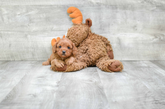 Popular Cavapoo Poodle Mix Pup