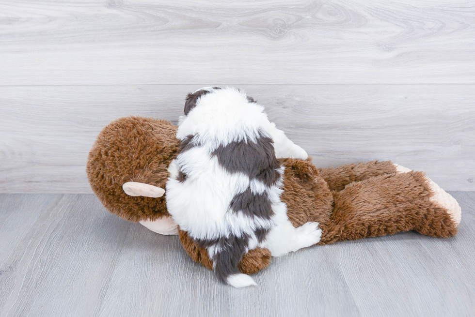 Energetic Havanese Purebred Puppy