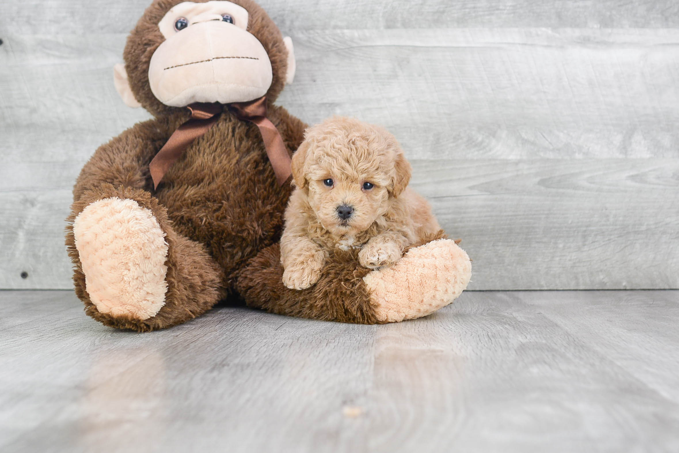 Maltipoo Puppy for Adoption