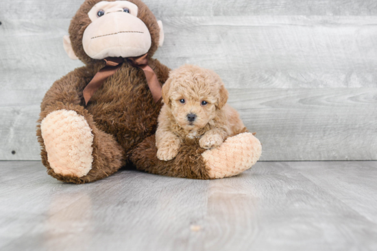 Maltipoo Puppy for Adoption