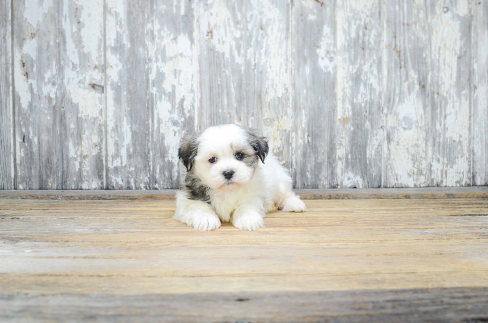 Cute Teddy Bear Baby