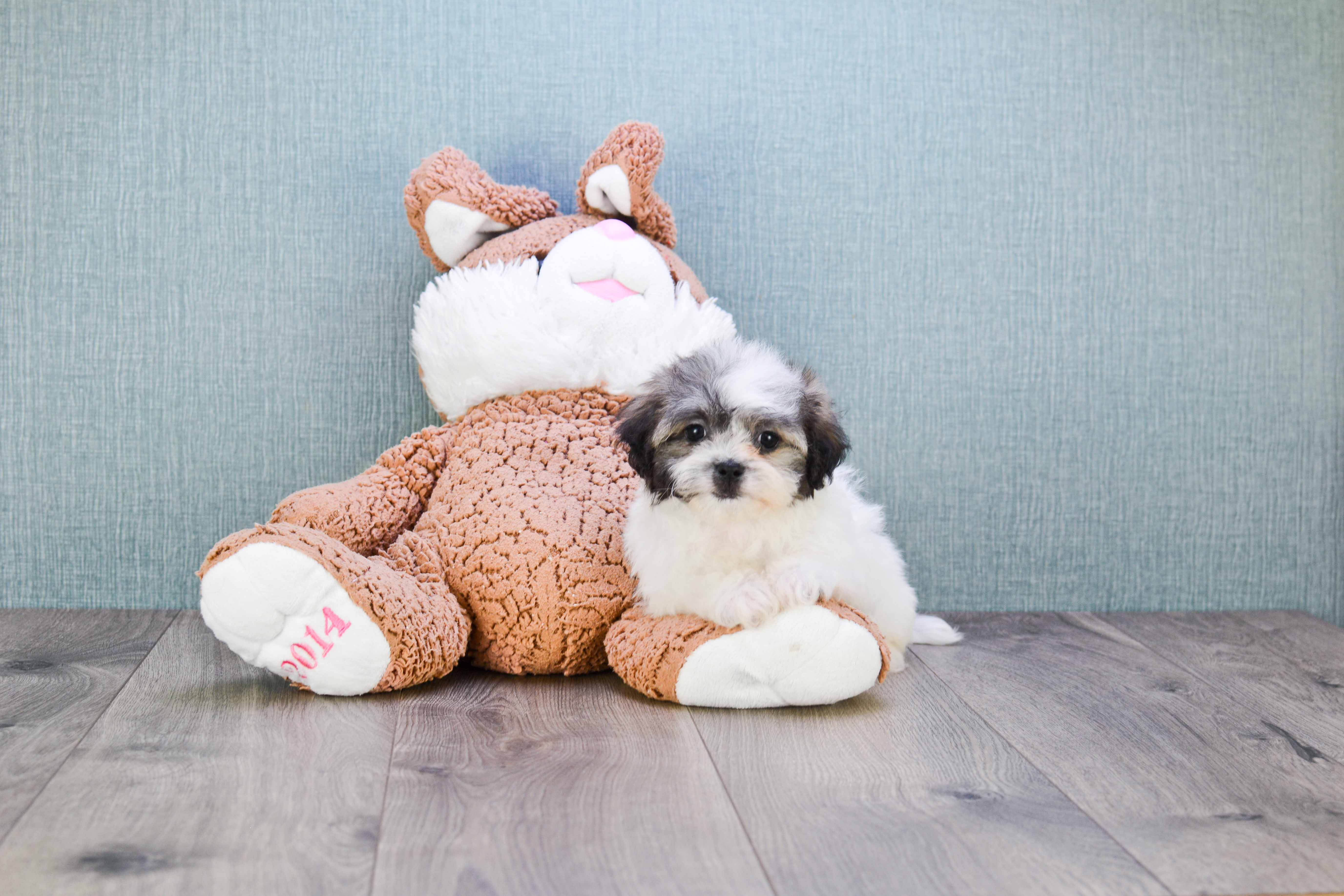 Teddy Bear Puppy for Adoption