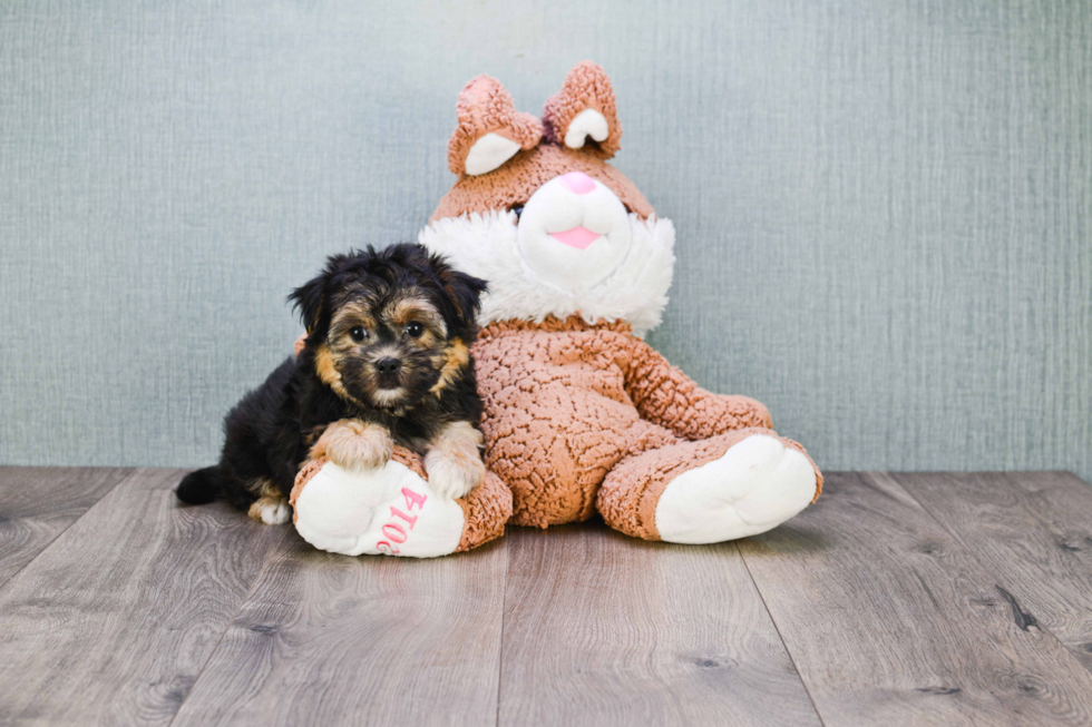 Energetic Yorkie Designer Puppy