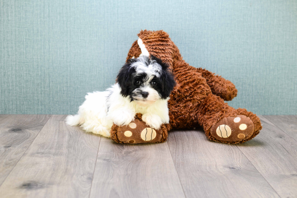 Sweet Havanese Purebred Puppy