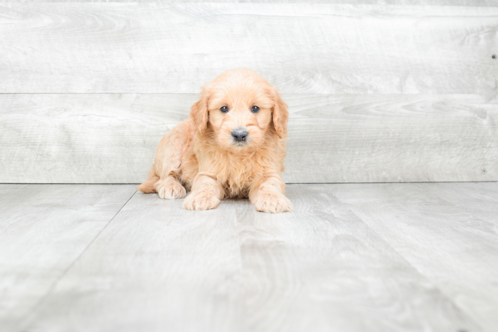 Mini Goldendoodle Pup Being Cute