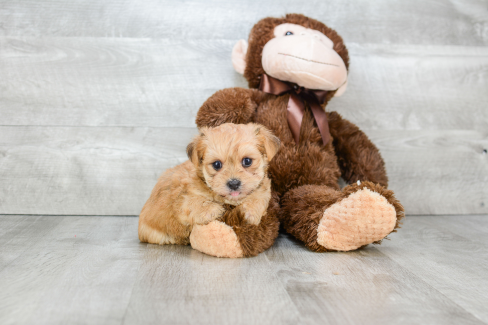 Morkie Pup Being Cute