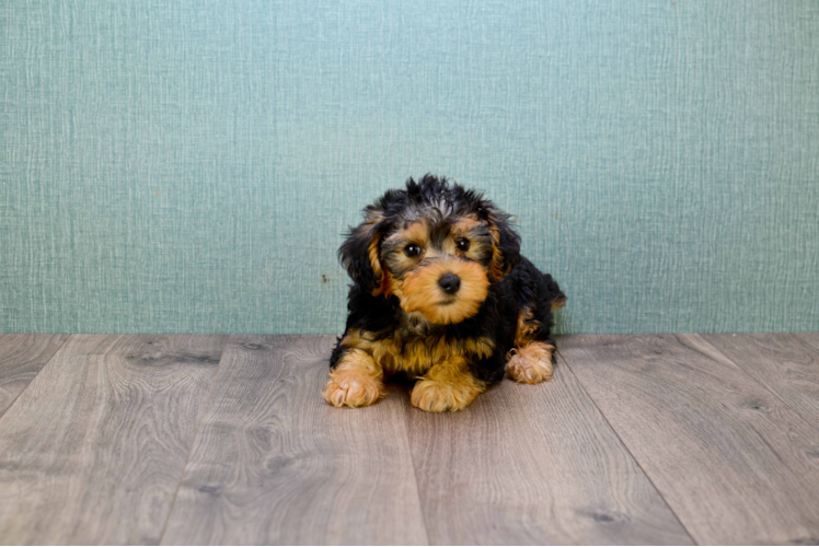 Sweet Yorkie Poo Baby