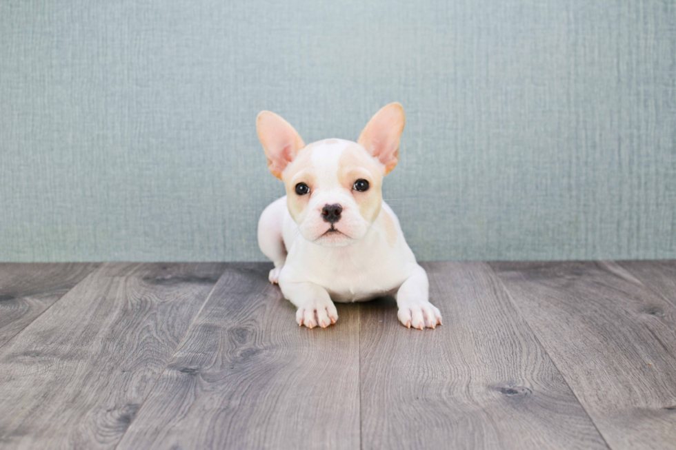 Petite Frenchie Purebred Puppy