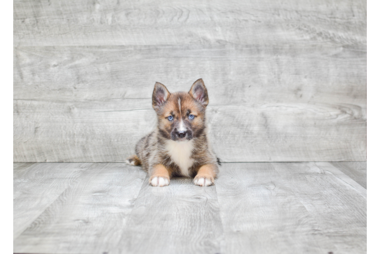 Pomsky Puppy for Adoption