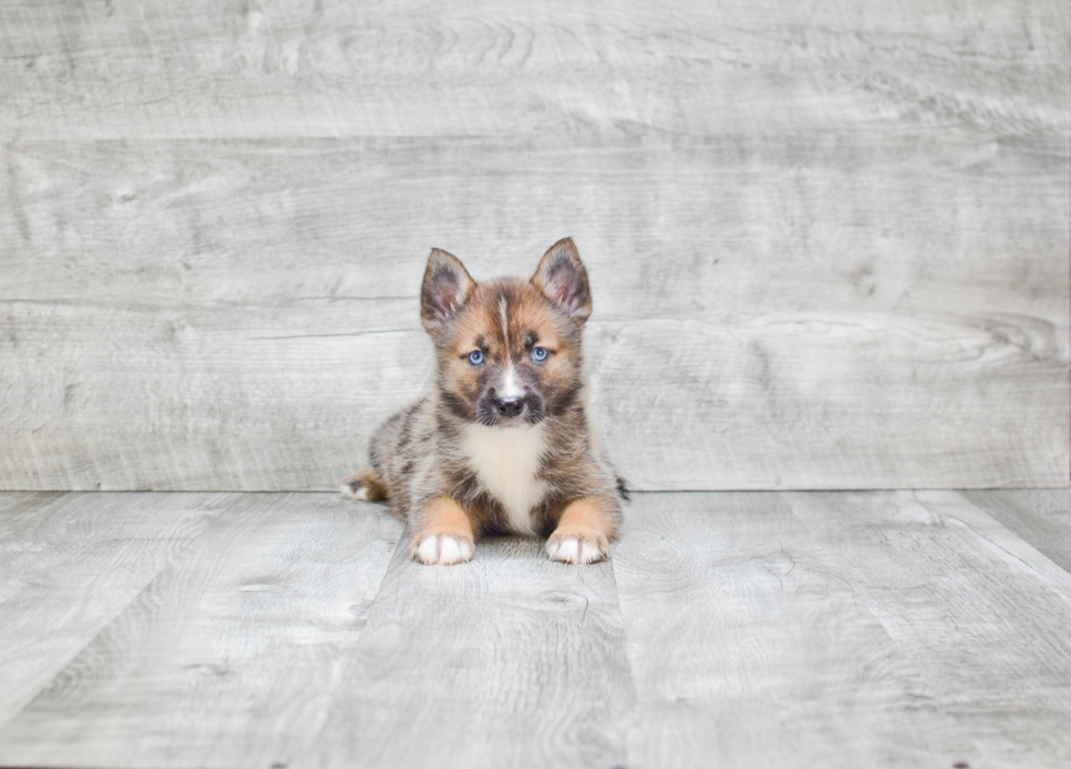 Pomsky Puppy for Adoption