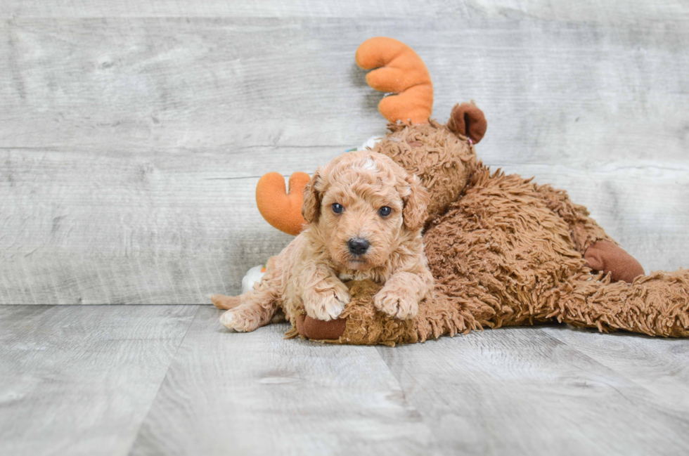 Sweet Mini Goldendoodle Baby