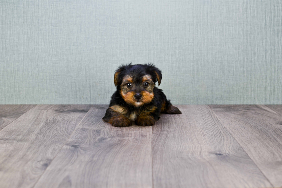 Meet Bella - our Yorkshire Terrier Puppy Photo 