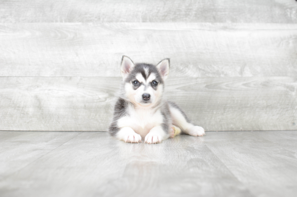 Pomsky Pup Being Cute