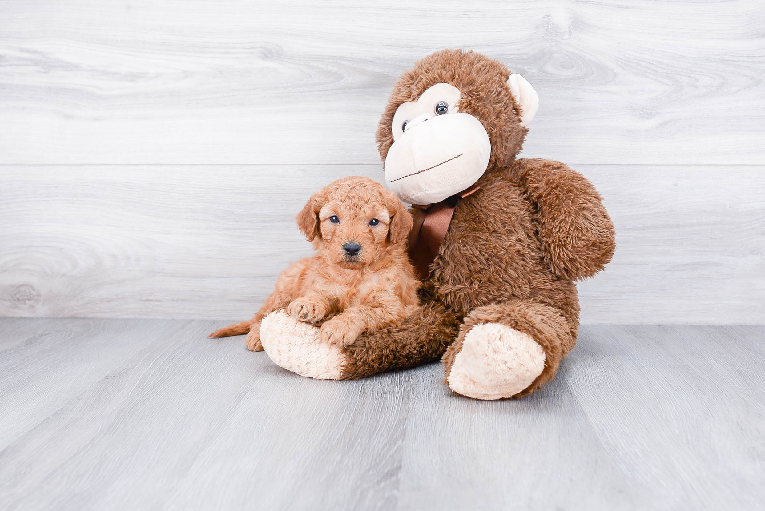 Mini Goldendoodle Pup Being Cute