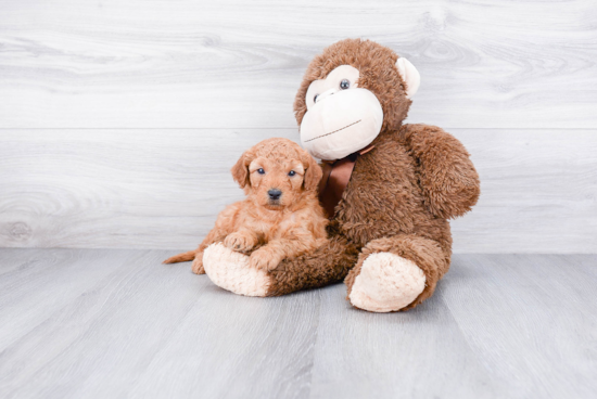 Mini Goldendoodle Pup Being Cute