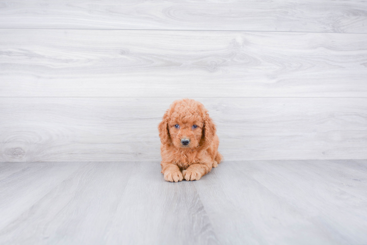 Best Mini Goldendoodle Baby