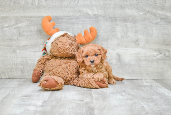 Sweet Cavapoo Baby