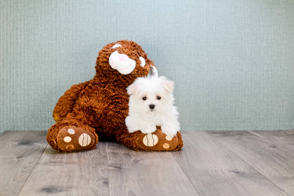 Maltese Pup Being Cute